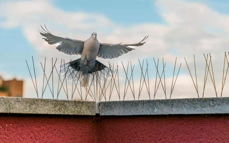 Bird Control