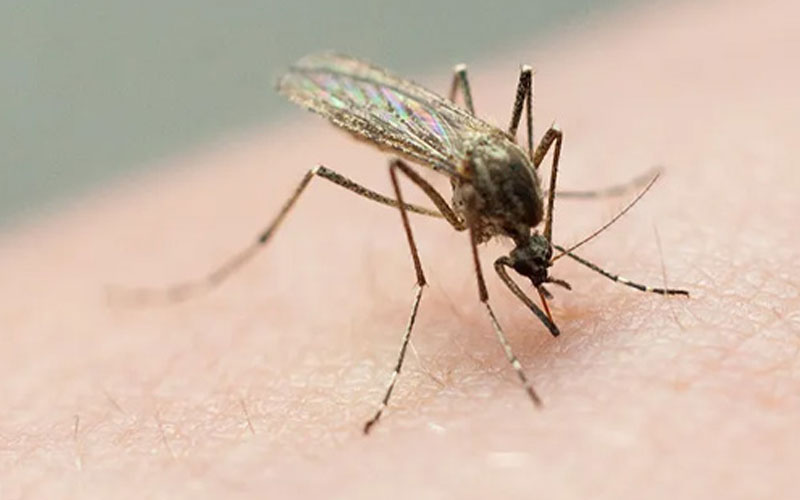 Mosquito Treatment