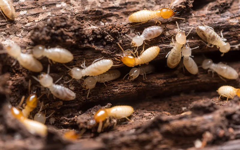 Pre & Post Termite Treatment