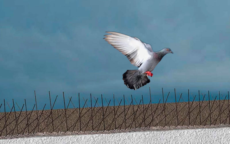 Bird Spike